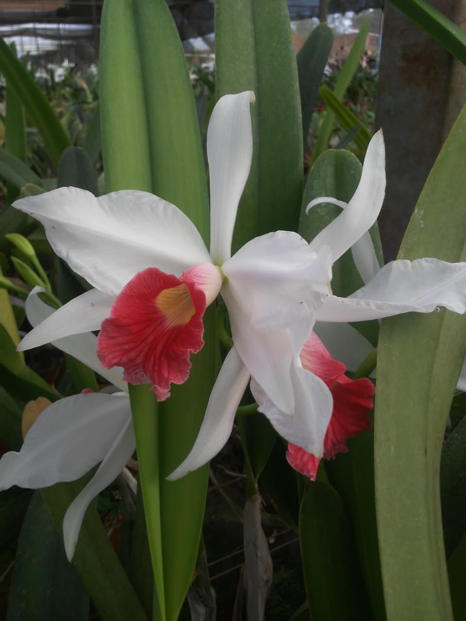 Laelia Purpurata Carnea – Orquidário Flores Do Lago