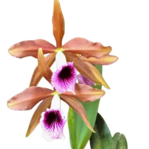MUDA PRÉ ADULTA - ORQUÍDEA LAELIA TENEBROSA LARANJA