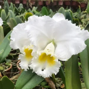 MUDA PRÉ ADULTA - BLC. BURDEKIN WANDER X BLC. PORNTIP BRANCO