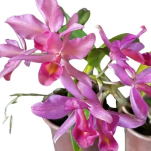 MUDA ADULTA - ORQUÍDEA CATTLEYA GUATEMALENSIS ROSA