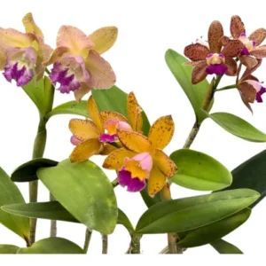 MUDA PRÉ ADULTA - AM. PRATIT OFF SPOT X PÃO DE AÇUCAR CORAL-CLARO