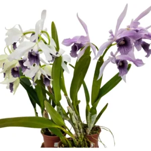 MUDA ADULTA - LAELIA PURPURATA WERKHAUSERI STRIATA SELF LILÁS