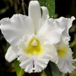 MUDA PRÉ ADULTA - ORQUÍDEA BC. PASTORAL SELF BRANCO