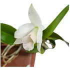 MUDA ADULTA - ORQUÍDEA CATTLEYA ALAORII BRANCO