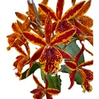 MUDA PRÉ ADULTA - ORQUÍDEA EPICATTLEY VOLCANO TRICK LARANJA ESCURO