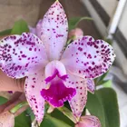 MUDA PRÉ ADULTA DE ORQUÍDEA AMETHYSTOGLOSSA 30 CM - 1 PLANTA ROSA